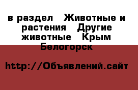  в раздел : Животные и растения » Другие животные . Крым,Белогорск